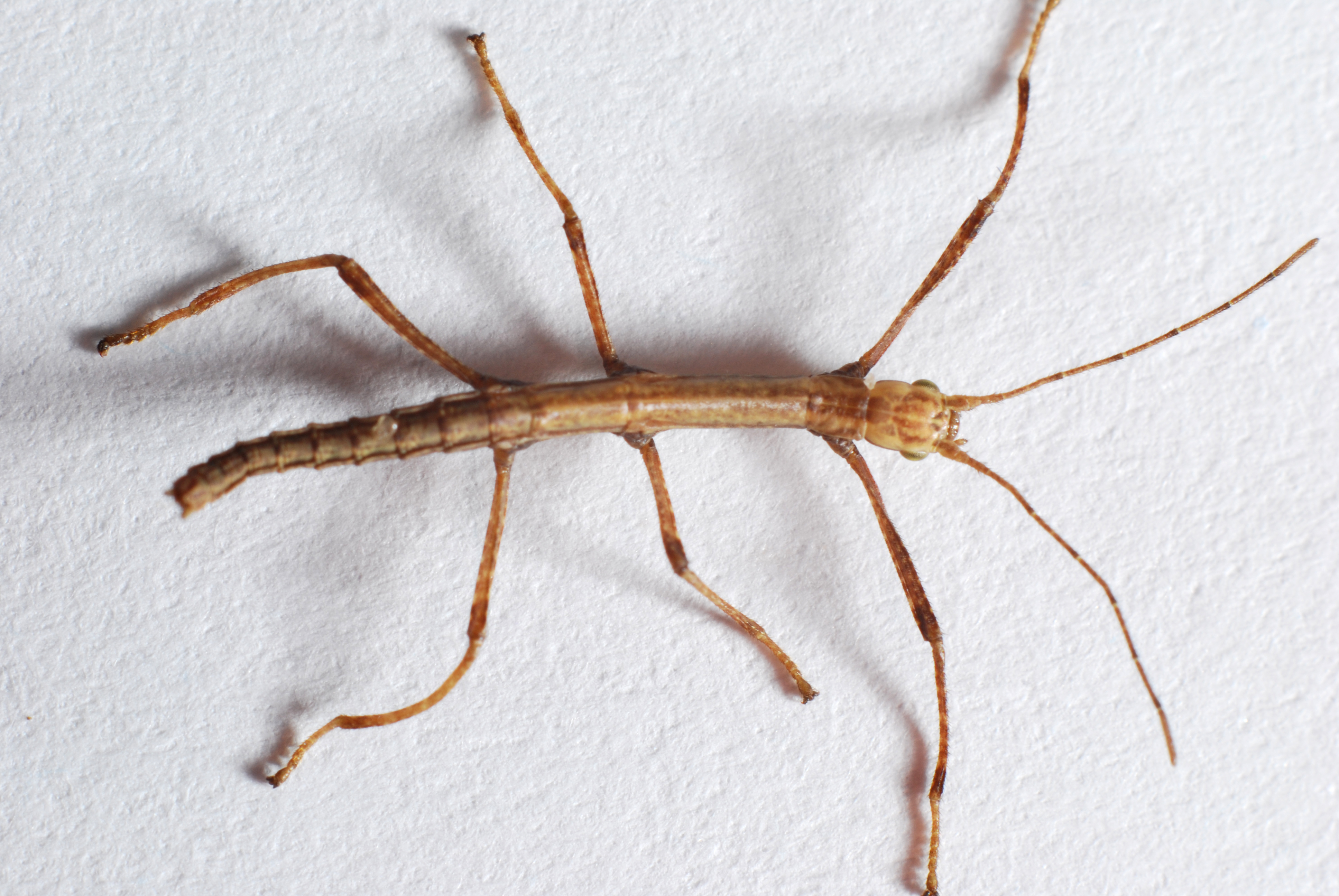 Diapositiva 13 de 30: Phryganistria Chinensis