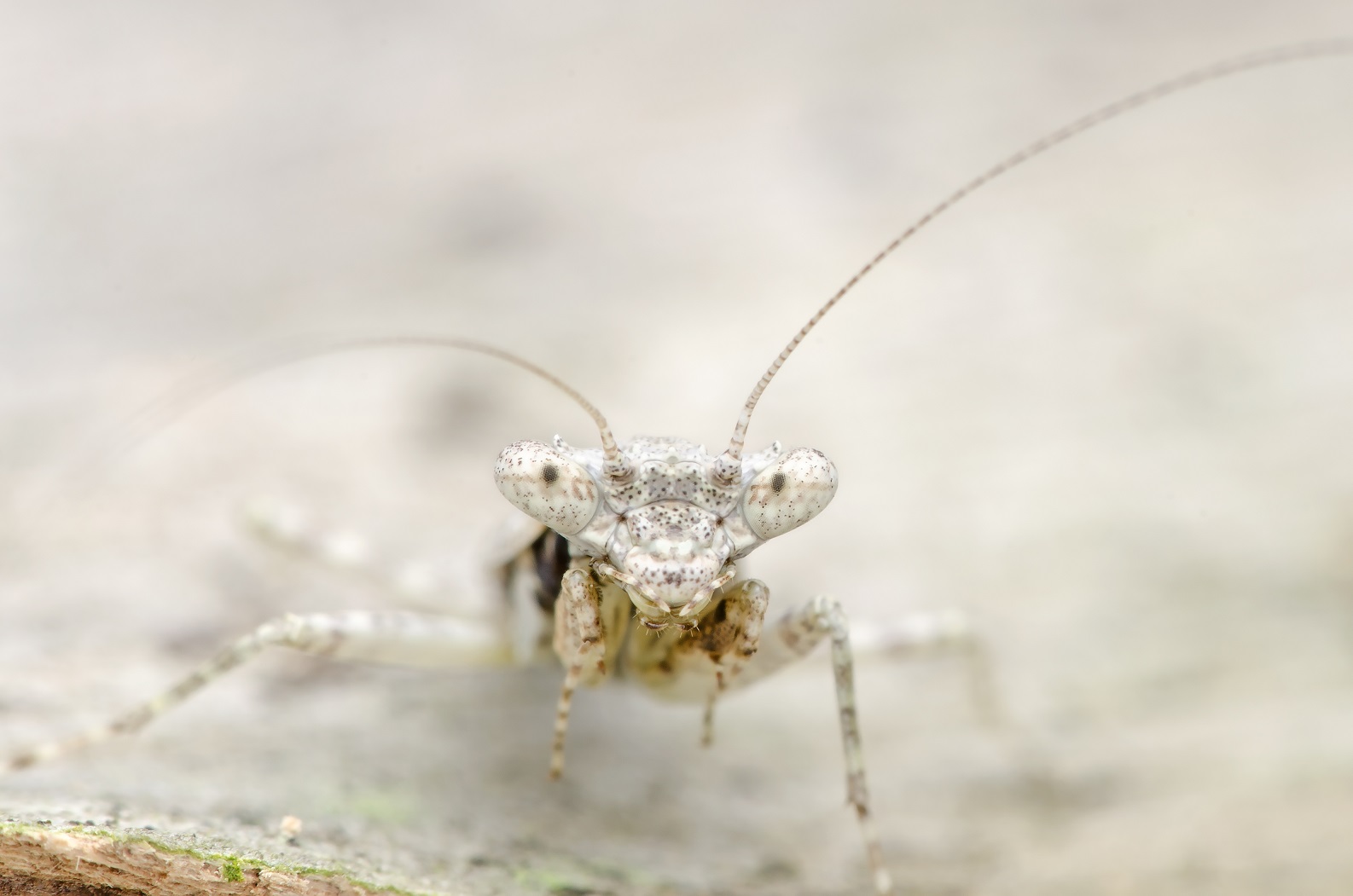 Diapositiva 30 de 30: Mantis gigante de Malasia