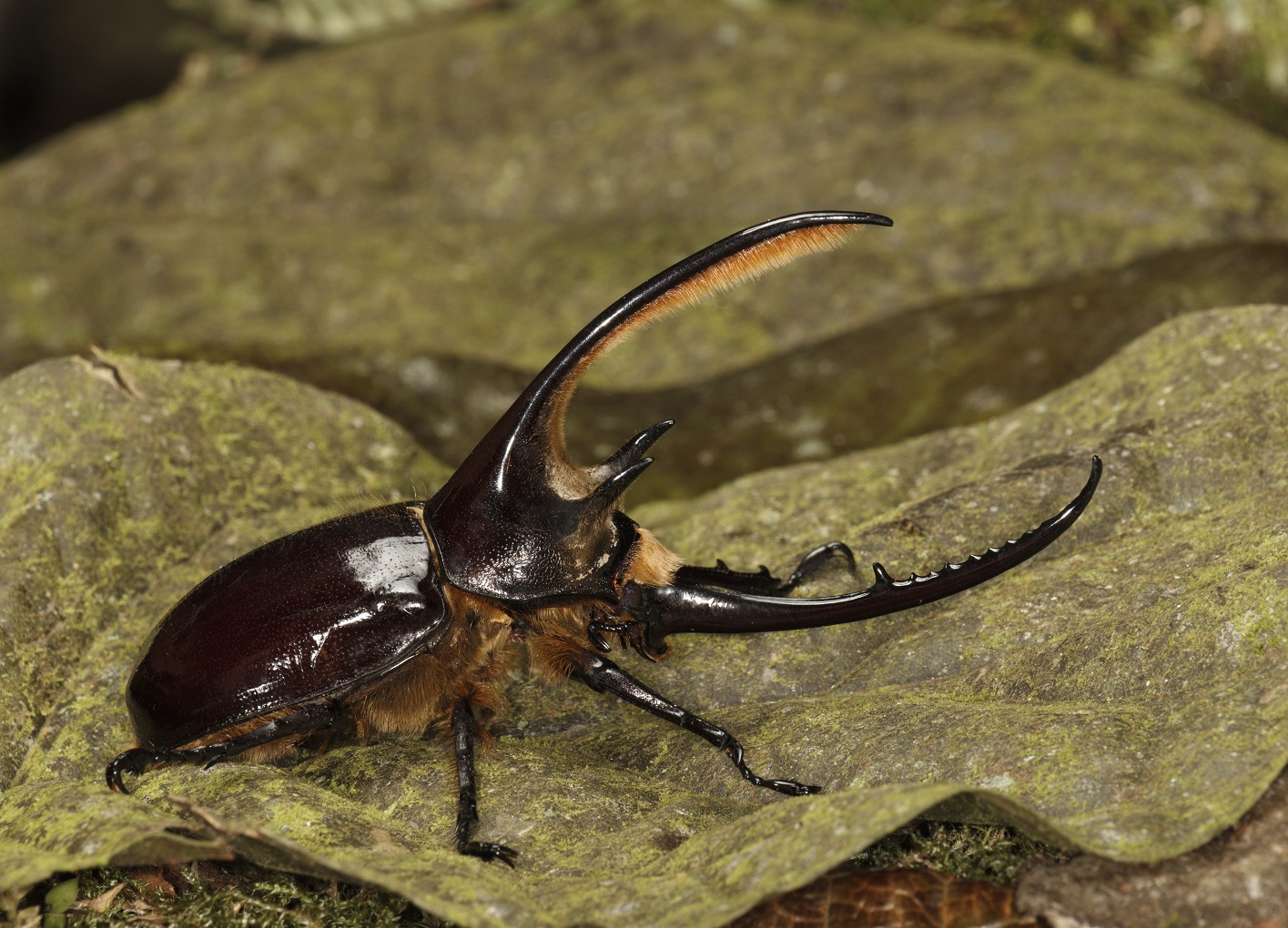 Diapositiva 9 de 30: Escarabajo Hércules