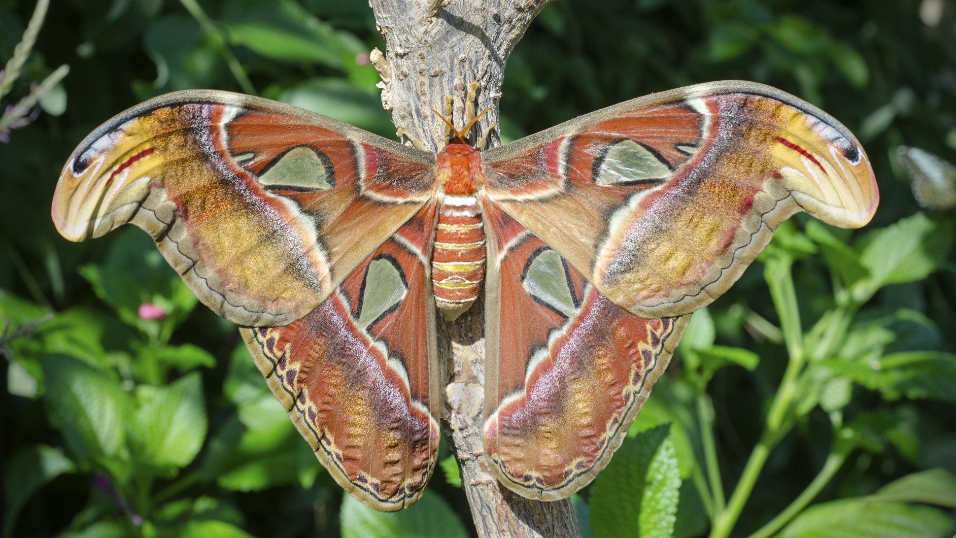 Diapositiva 16 de 30: Polilla Atlas