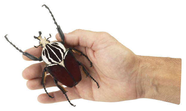 Diapositiva 5 de 30: Escarabajo Goliat
