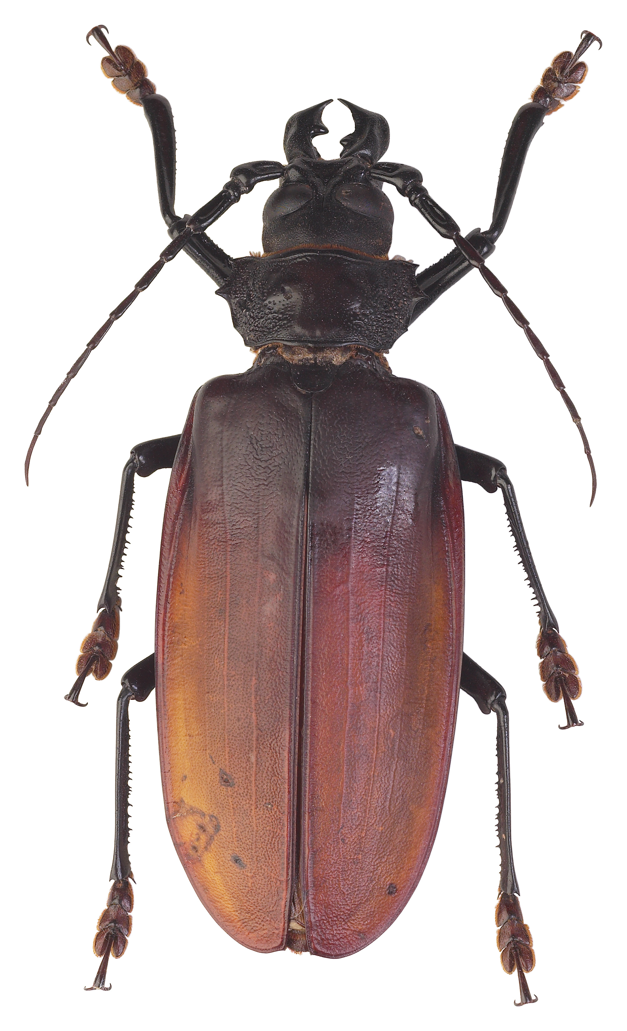 Diapositiva 11 de 30: Escarabajo Titán