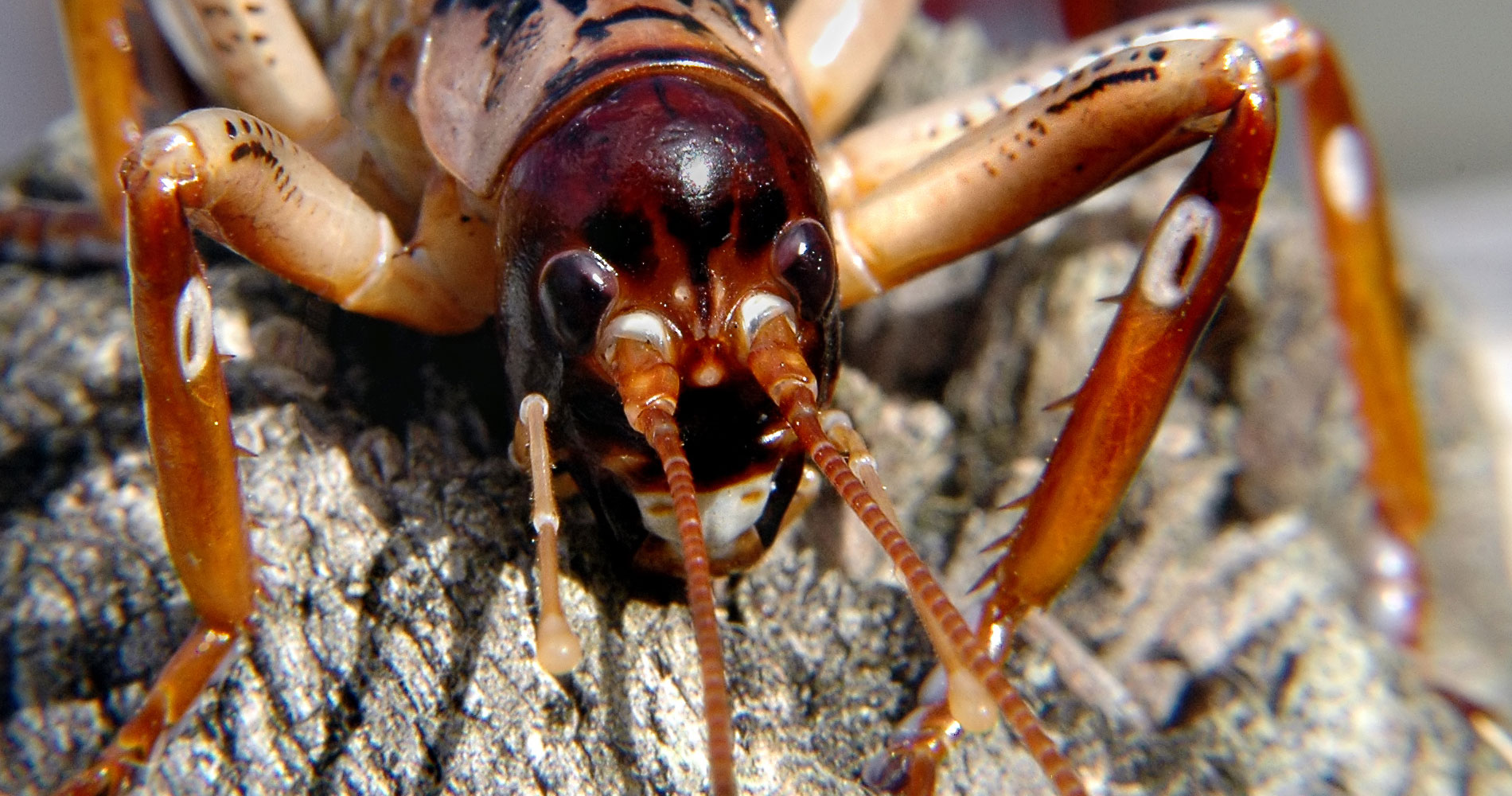 Diapositiva 2 de 30: Weta gigante