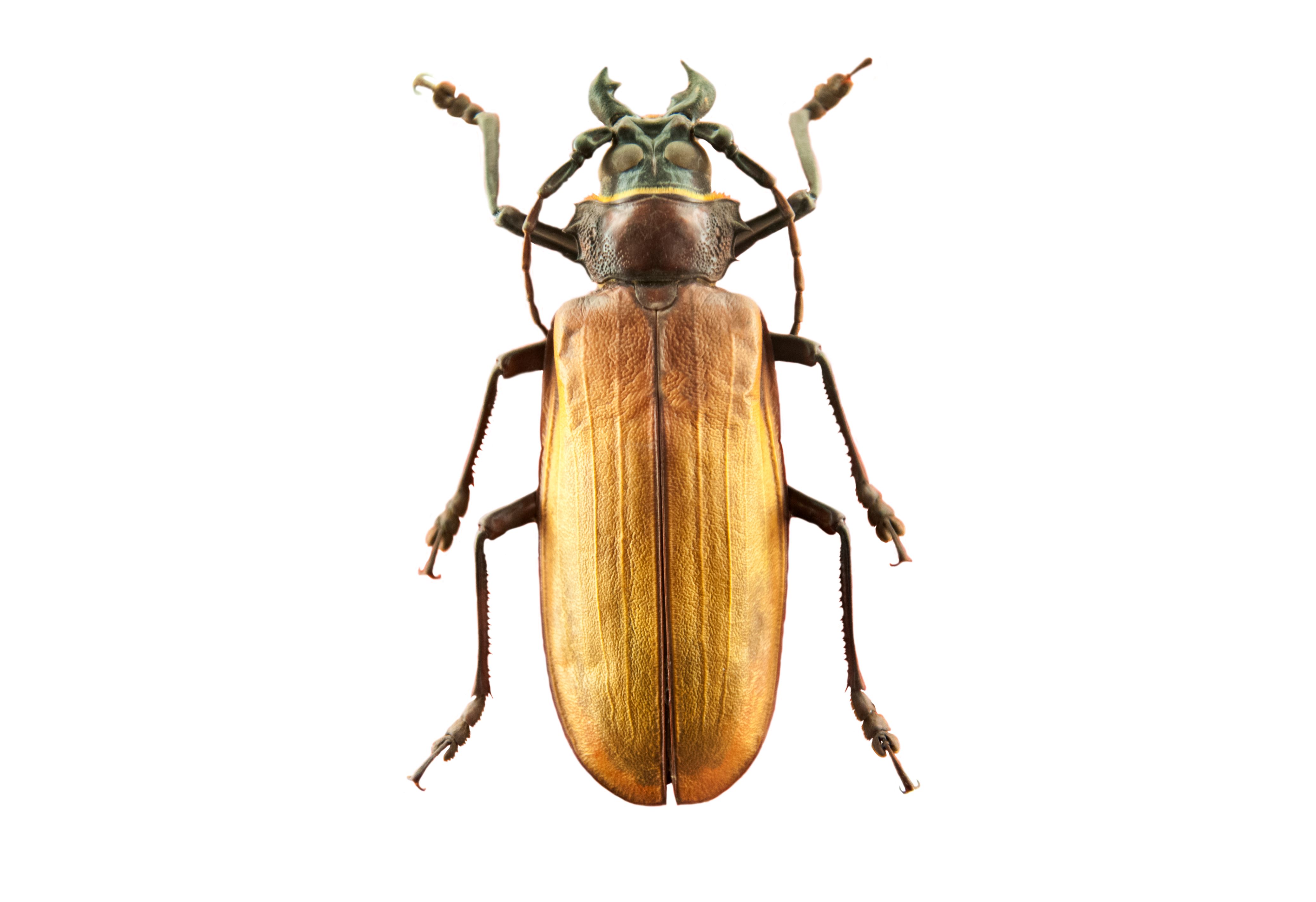 Diapositiva 10 de 30: Escarabajo Titán