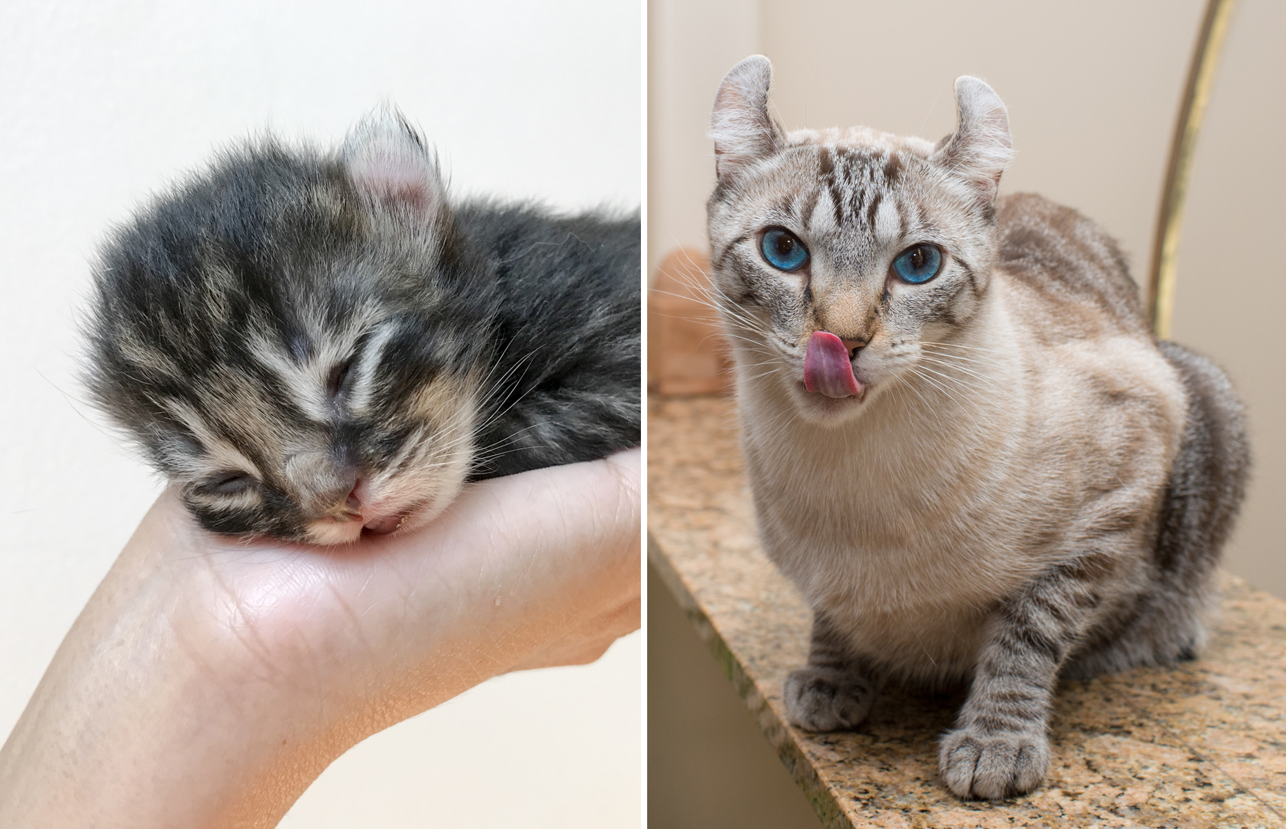 子猫が成長したらどう変わる？世界の猫「ビフォーアフター」写真集