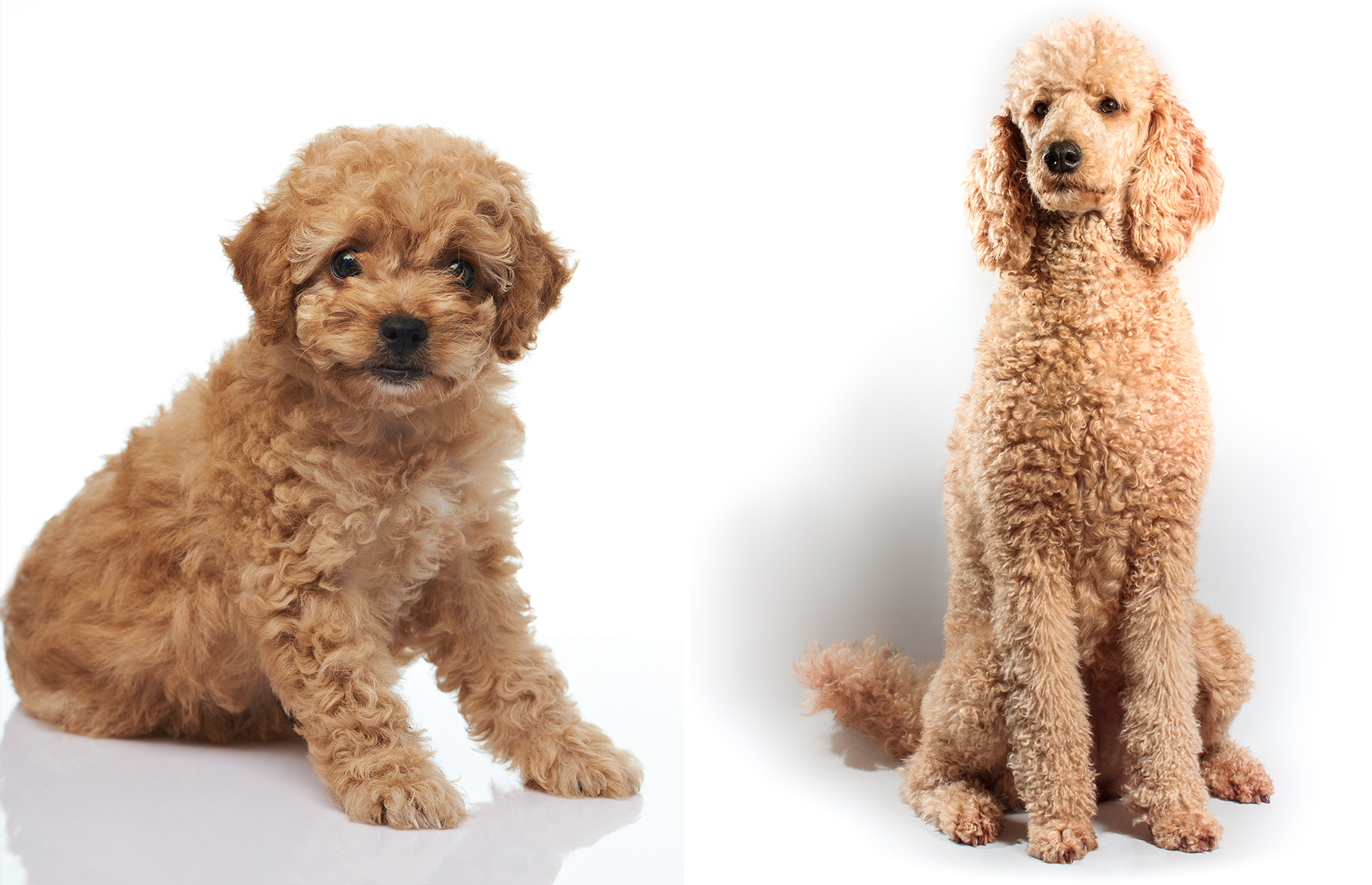 toy poodle adults