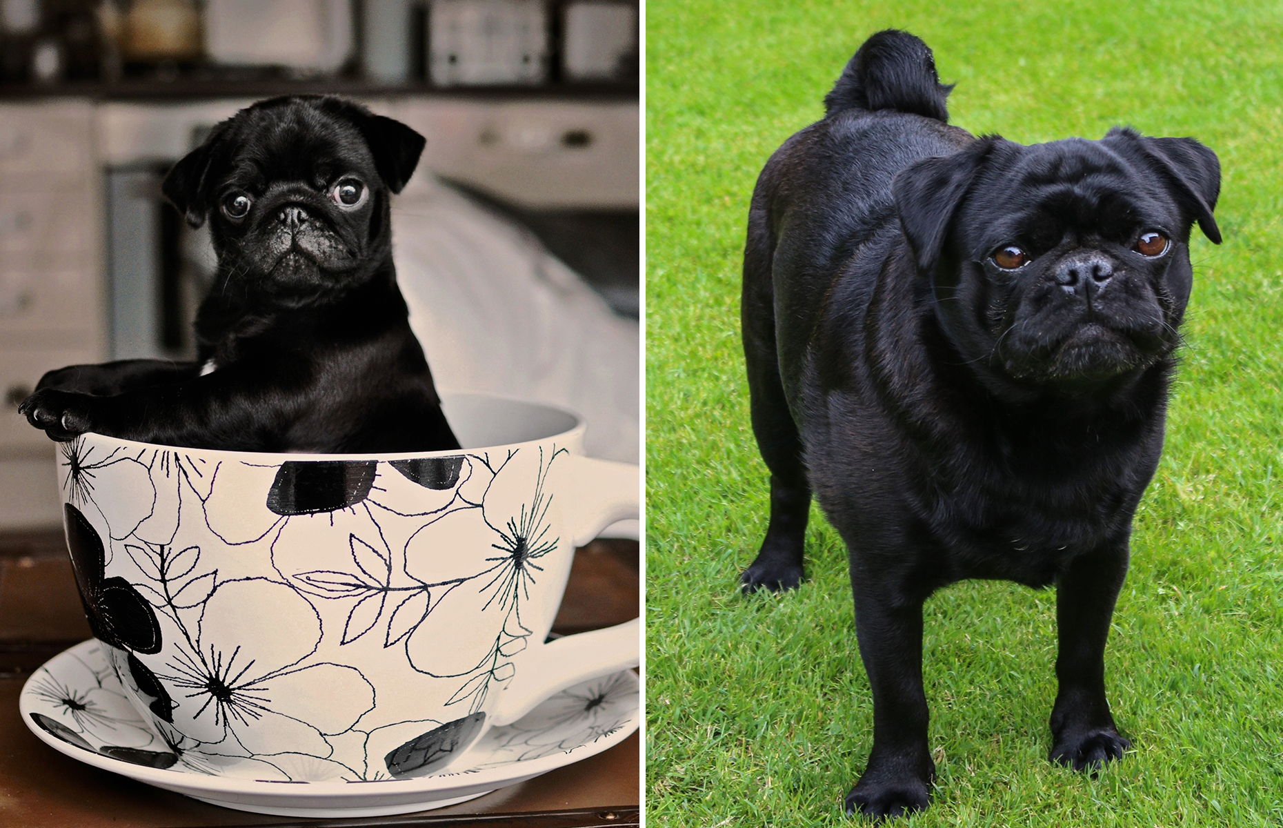 プードルからセントバーナードまで 犬の オトナと子供 比較写真集