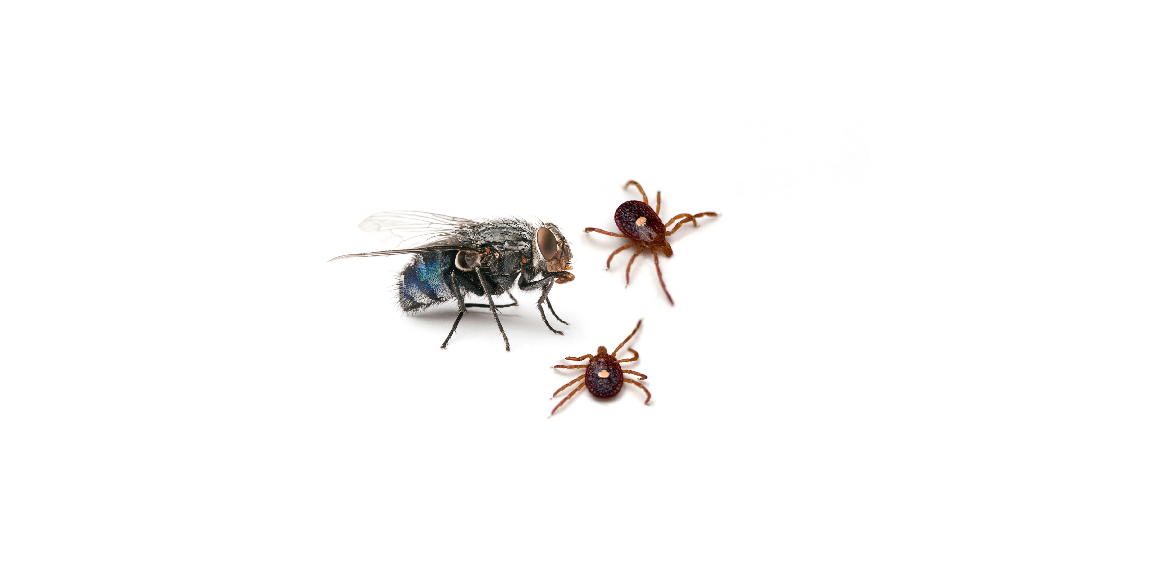 15 Important Facts You Must Know About Ticks
