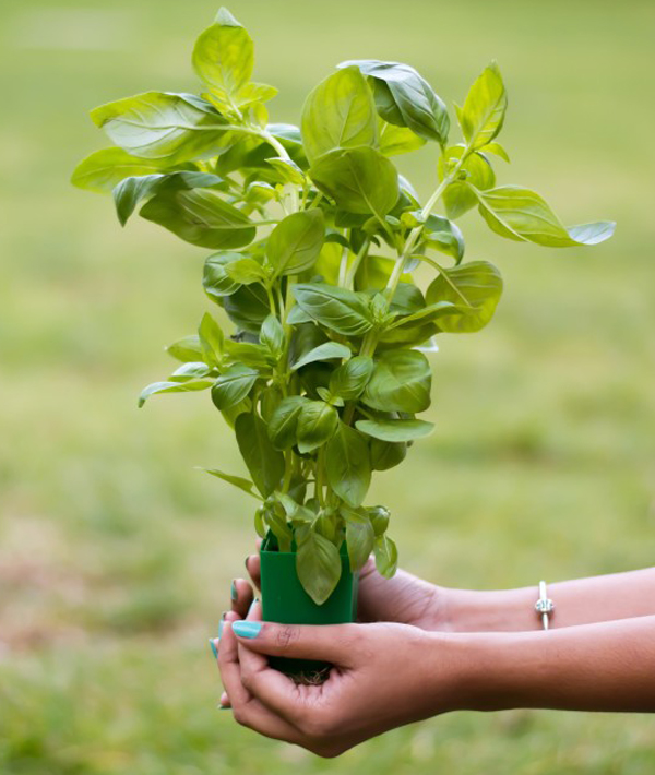 11 Ways to Get Rid of Pests Naturally