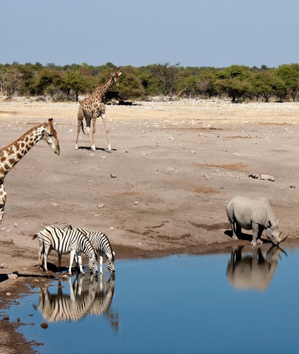 10 Things That Will Change When Rhinos Go Extinct