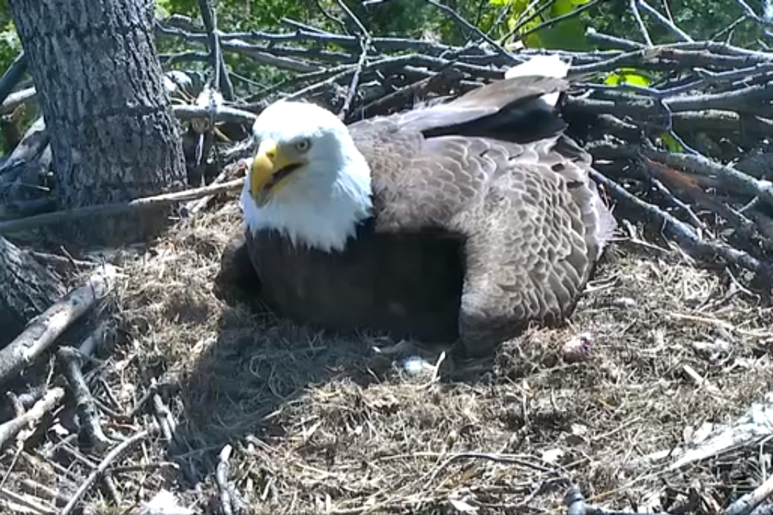 BALD EAGLES MR. PRESIDENT, FIRST LADY WELCOME EAGLET AT NATIONAL