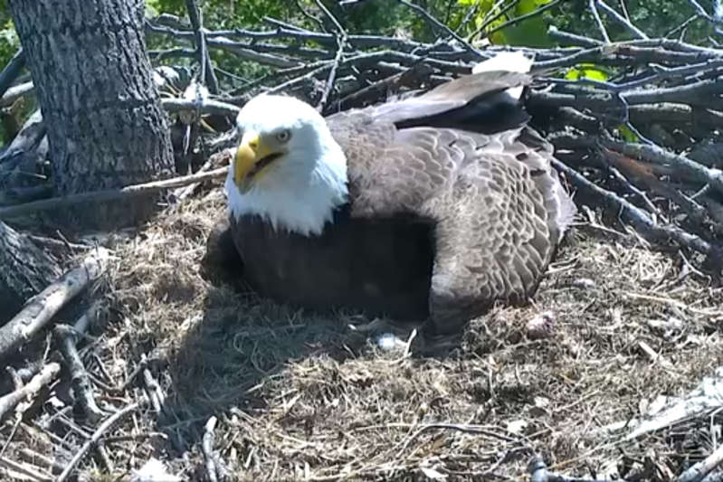 Video still image of a bald eagle at the National Arboretum in Washington on May 1, 2018.