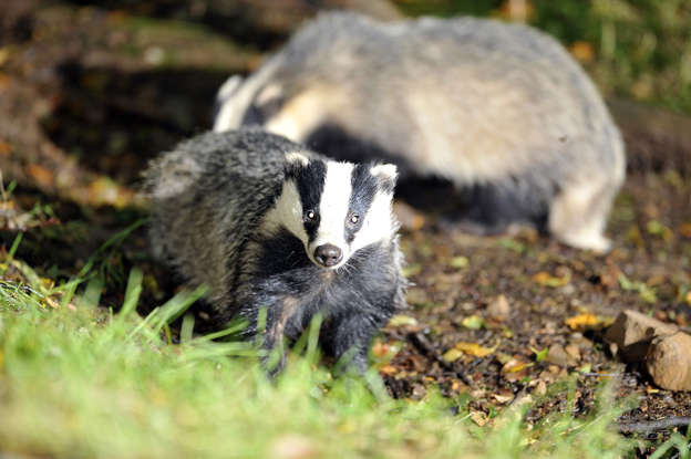 A wild badger family taken in woodland near Stoodleigh from a badger hide at Devon Badger Watch