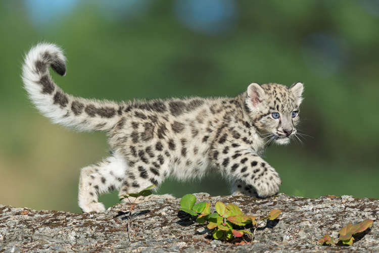 かわいい 大型ネコ科動物の赤ちゃん大集合