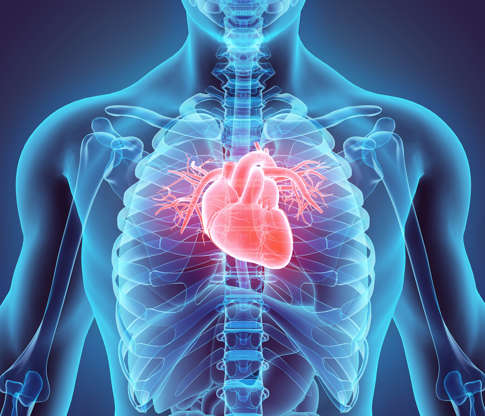 Slide 2 de 21: 3D illustration of Heart - Part of Human Organic.