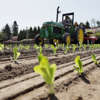 In this April 26, 2018, photo, workers plant romaine lettuce at the EG Richter Family Farm in Puyallup, Wash. The farm sells most of it's lettuce to large local grocery store chains, and owner Tim Richter says that so far his farm hasn't been affected by warnings that romaine lettuce from Yuma, Ariz., apparently has been contaminated with the E. coli bacteria. Richter says he urges consumers to stay away from bagged lettuce and to always cut and wash their own produce.