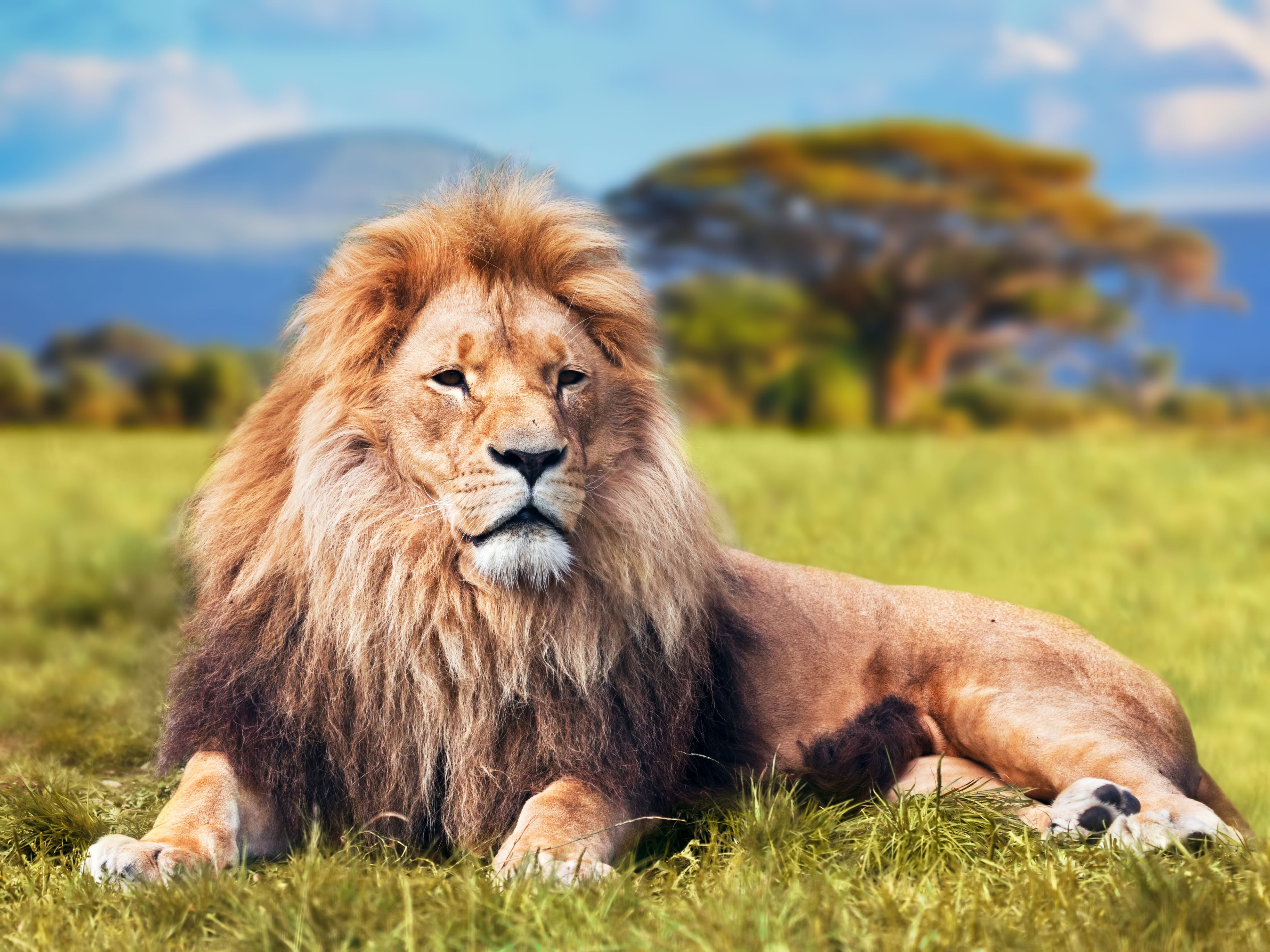 King Of The Beasts 15 Facts You May Not Know About Lions
