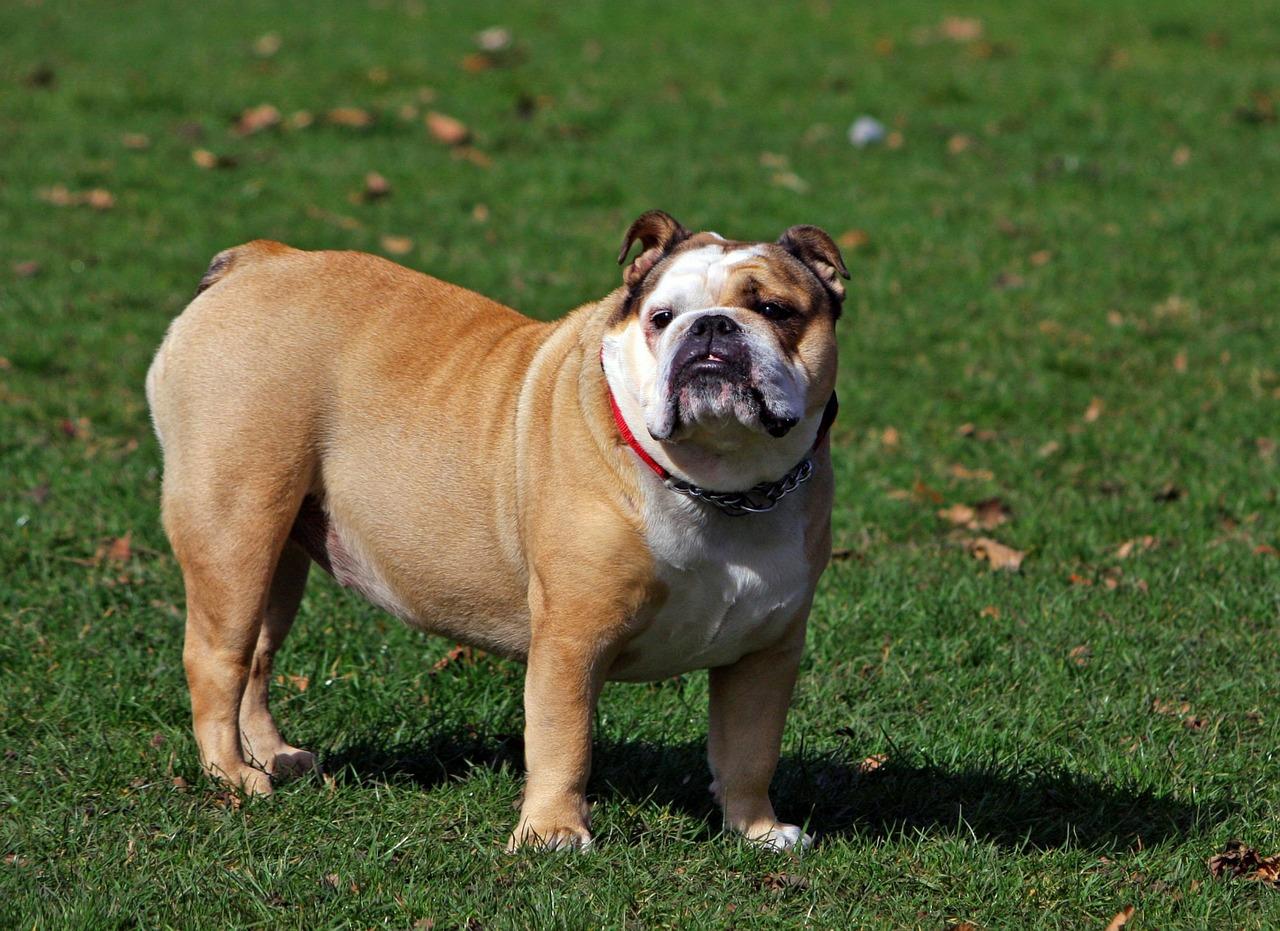 Definitive rankings: most popular dog breeds in America