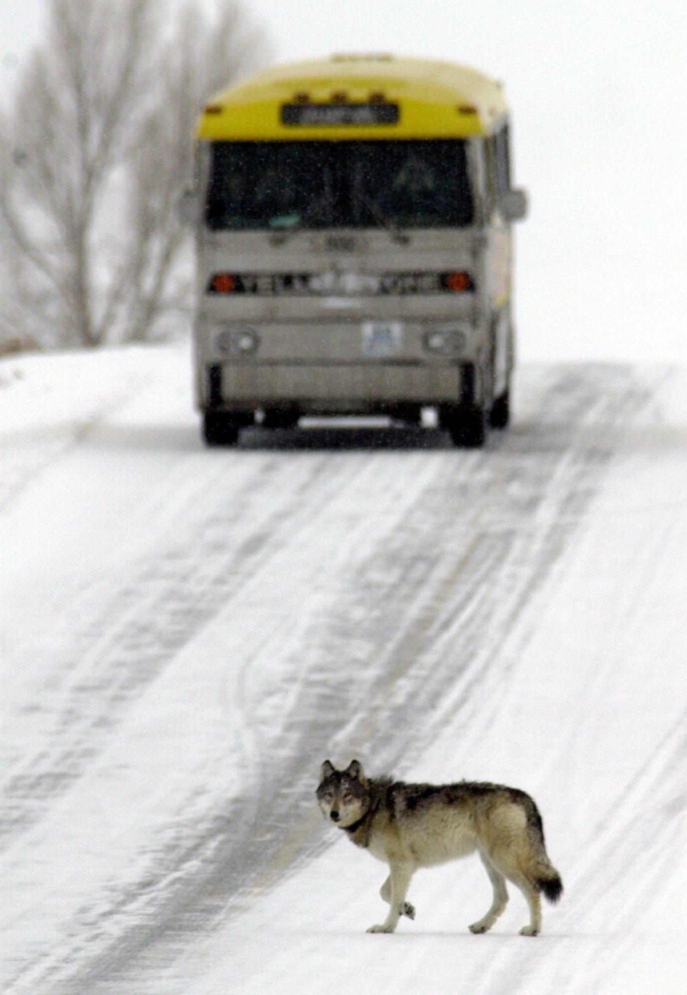 Wolfdog, direwolf or dogman? Mysterious wolflike creature shot in Montana
