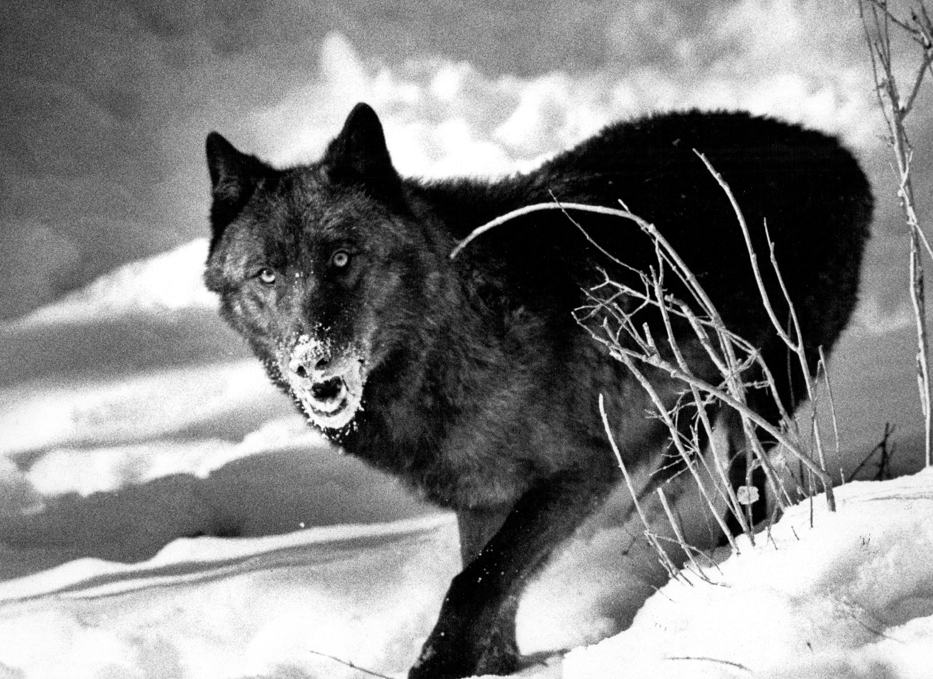 Mysterious Furry Creature Puzzles Wildlife Experts