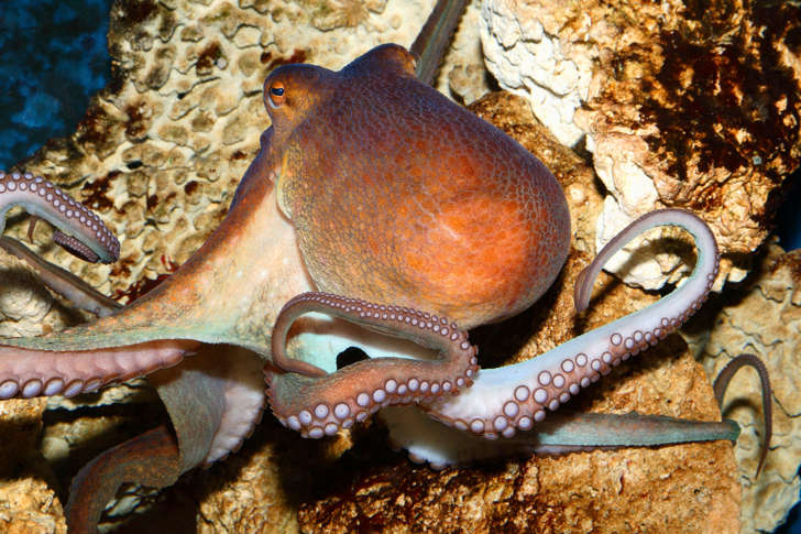 Common octopus (Octopus vulgaris). (Photo by Werner LAYER/Gamma-Rapho via Getty Images)