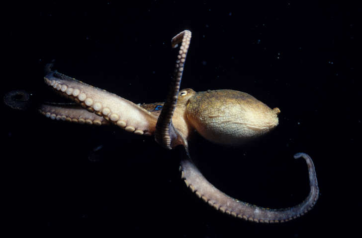 POULPE COMMUN, Octopus vulgaris. (Photo by Sophie DE WILDE/Gamma-Rapho via Getty Images)