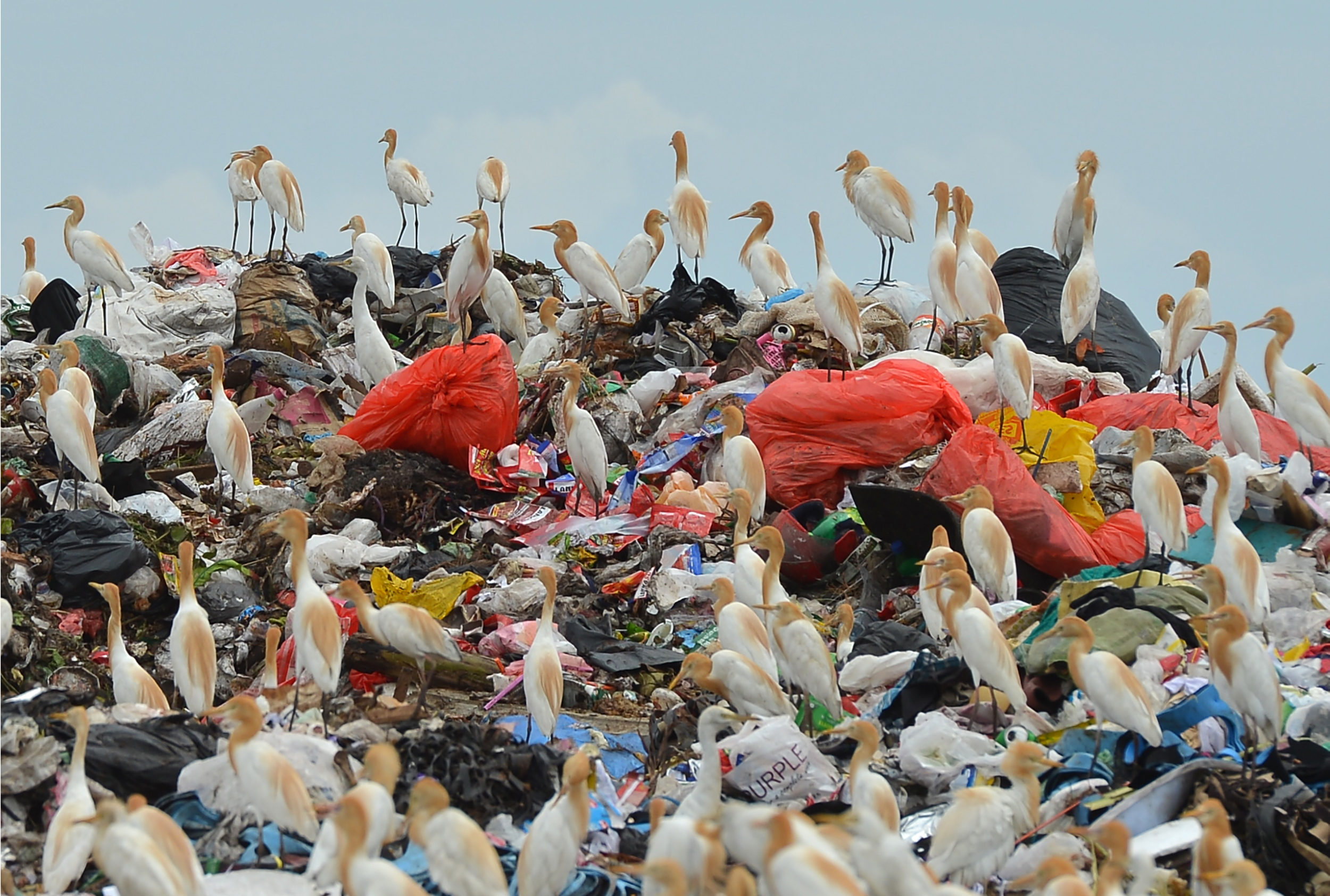 Отходы природы и человека. Пластик экология. Пластиковые пакеты и животные.