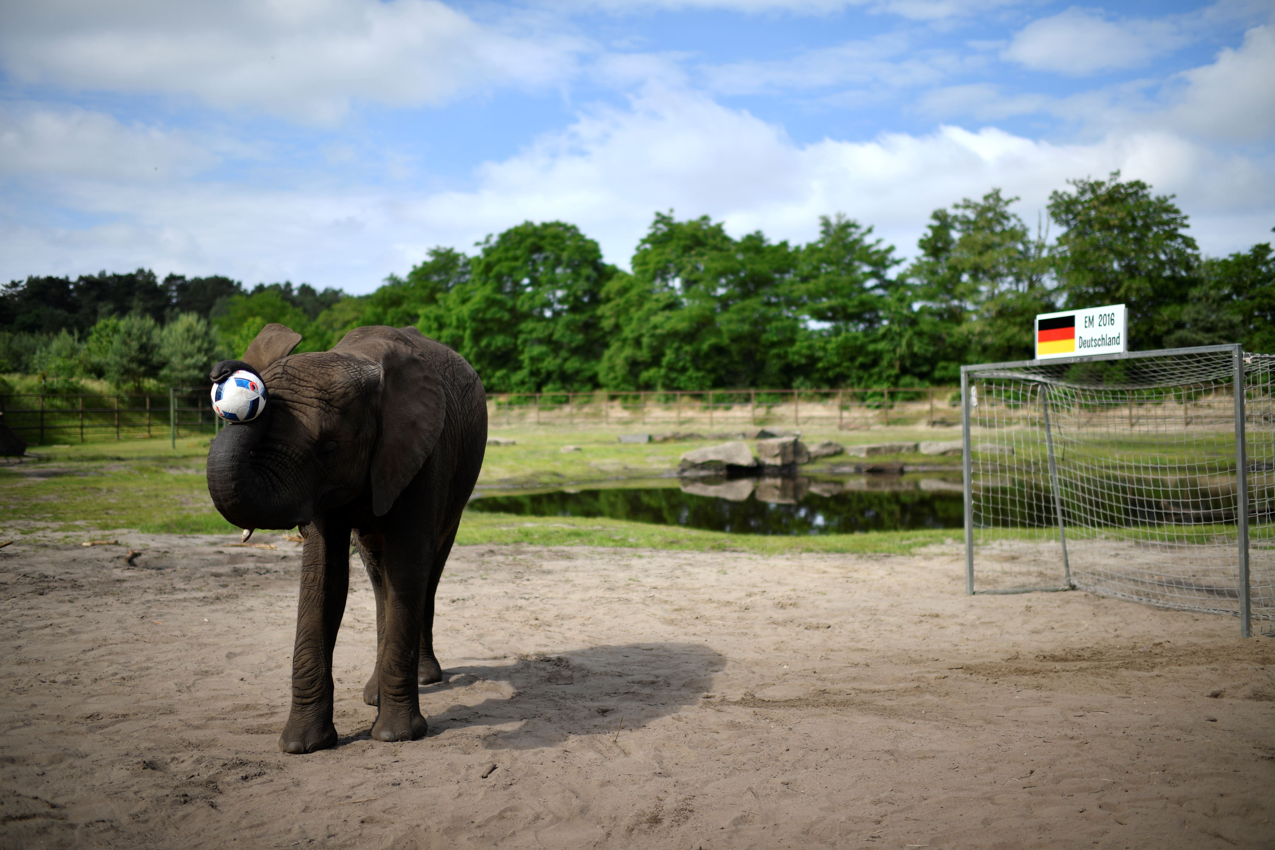 Animales Profetas Mascotas Que Pueden Predecir El Futuro - 