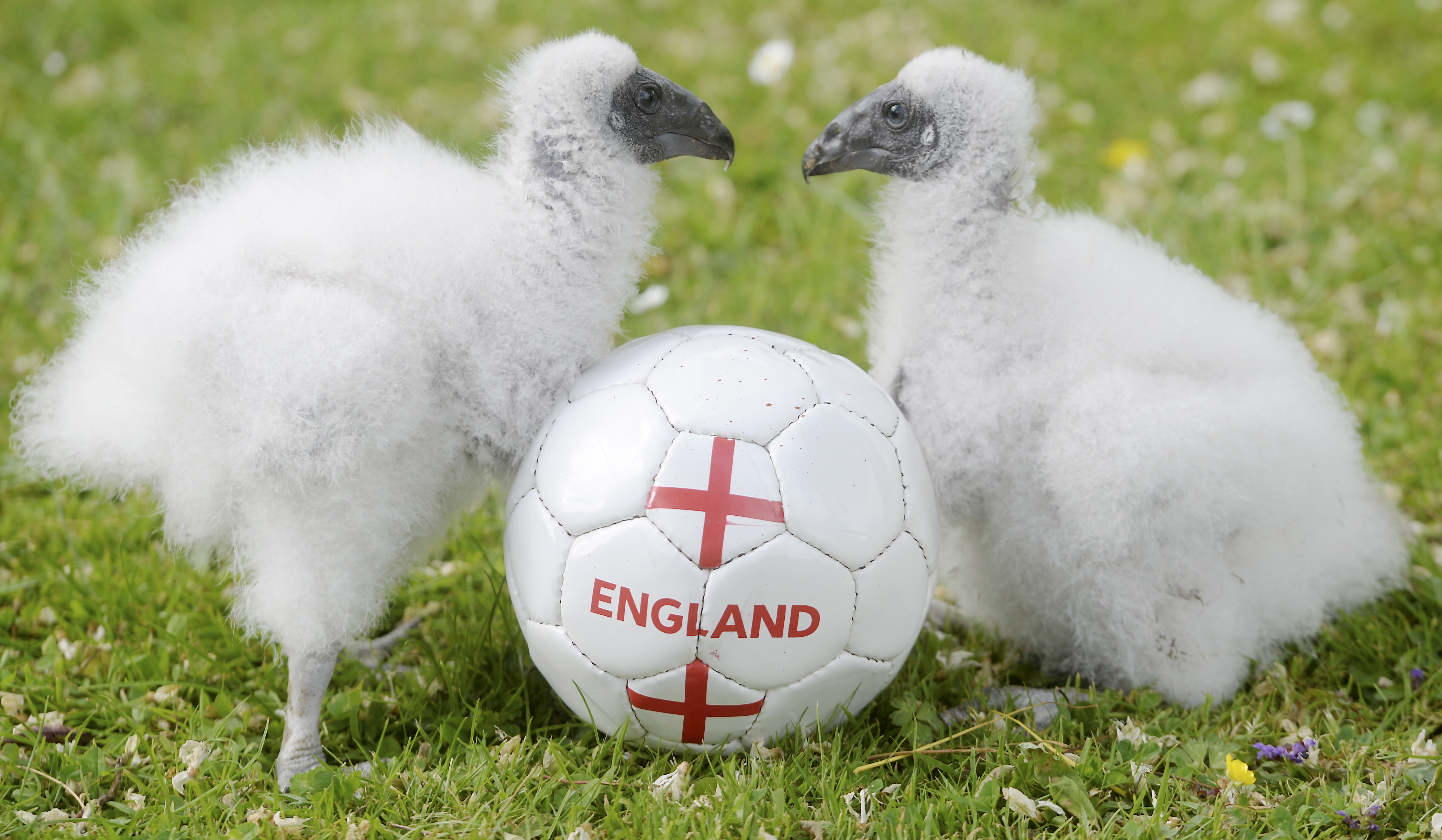 Animal pictures of the month: June 2018