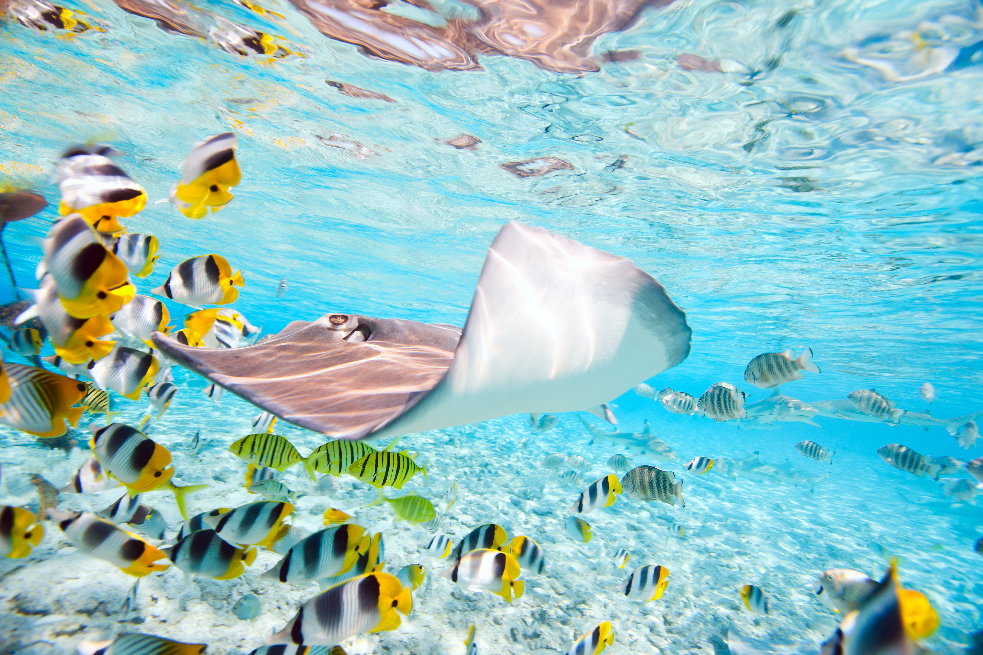 素晴らしい海中の生き物たち