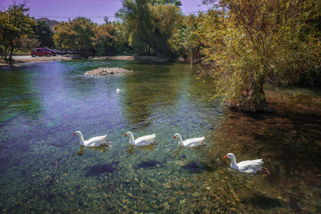 ÎÎ¹Î±ÏÎ¬Î½ÎµÎ¹Î± 11 Î±ÏÏ 35: Geese floating in  river on  island of Crete in Greece