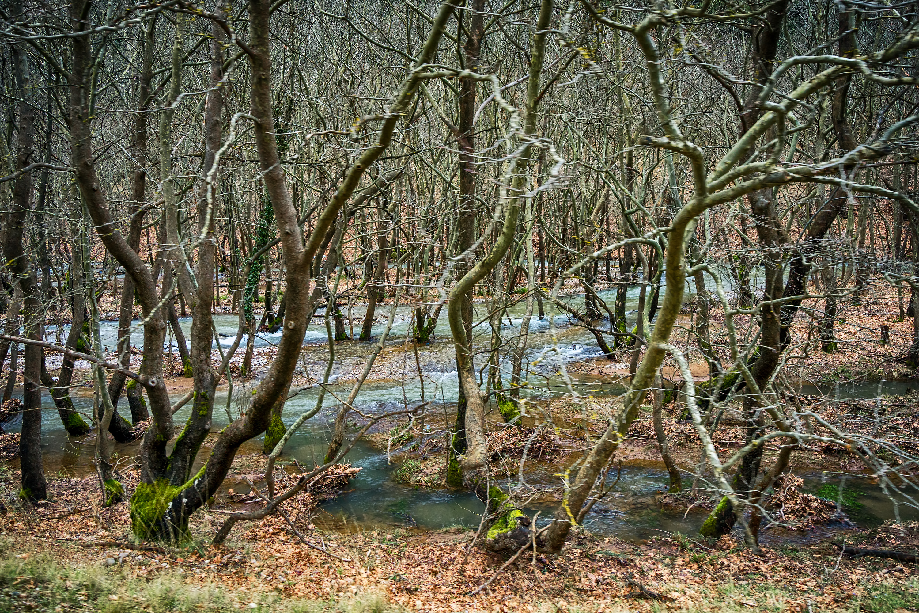 ÎÎ¹Î±ÏÎ¬Î½ÎµÎ¹Î± 22 Î±ÏÏ 35: Thick leafless forest with stream running down in winter, in Kalavryta Greece.