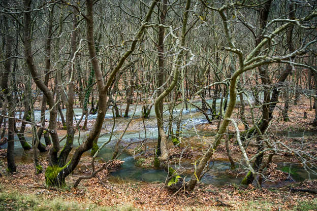 ÎÎ¹Î±ÏÎ¬Î½ÎµÎ¹Î± 22 Î±ÏÏ 35: Thick leafless forest with stream running down in winter, in Kalavryta Greece.