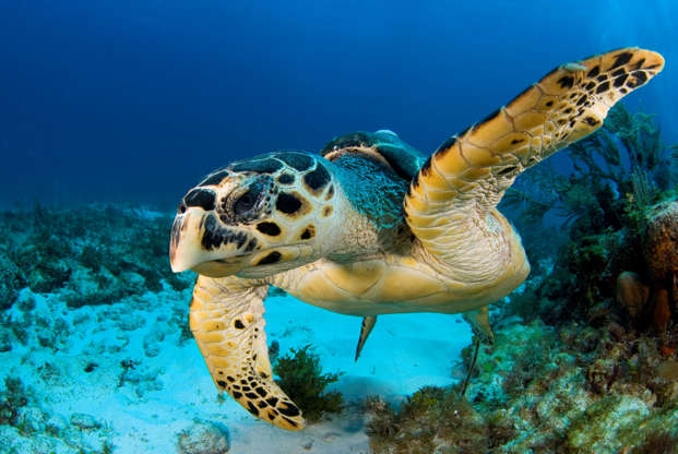 Slide 2 de 44: Hawksbill turtle, Eretmochelys imbricata, portrait, Cancun Caribbean sea Mexico. (Photo by: Luis Javier Sandoval/VW Pics/UIG via Getty Images)