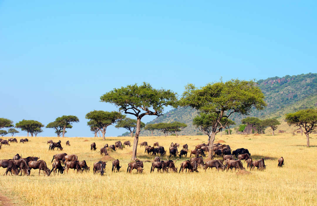 كينيا في ماساي مارا. في منطقة مثلث مارا. - Hedrus/Shutterstock الشريحة 1 من 12: Kenya in the Maasai Mara. In the Mara Triangle area.