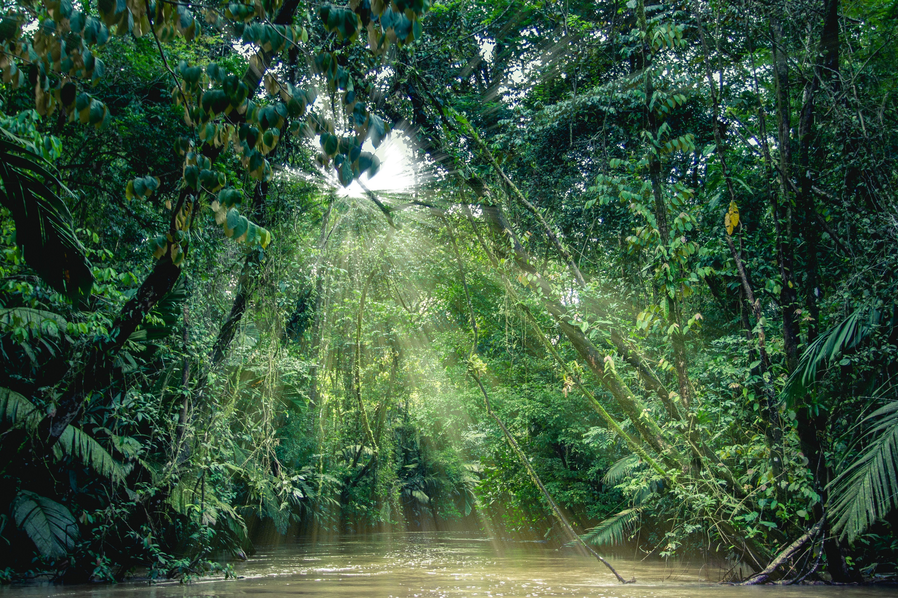 Что такое влажный экваториальный лес. Национальный парк Тортугеро, Коста-Рика. Провинция лимон Коста-Рика. Парк Тортугеро Коста Рика. Коста Рика тропический лес.