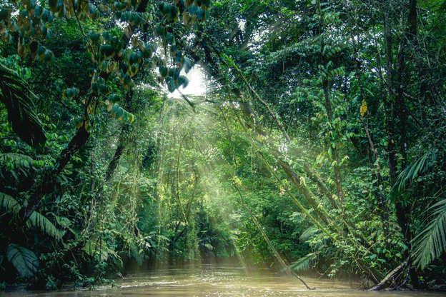 Слайд 23 из 34: Tortuguero National Park, Costa Rica, view of the rainforest from a boat in the canals