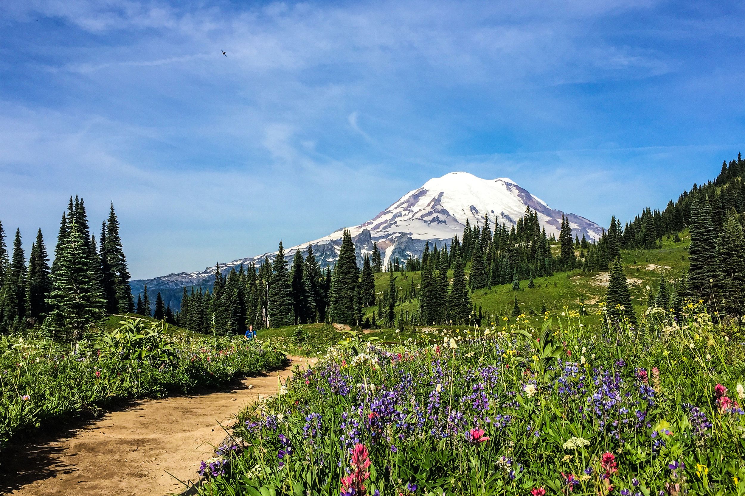 Mount Rainier rises more than 14,410 feet above sea level and has spawned five major rivers. <a href="https://www.nps.gov/mora/index.htm">Mount Rainier National Park</a> is also famous for its picturesque subalpine meadows of wildflowers. There's also an abundance of wildlife here and ancient forests.