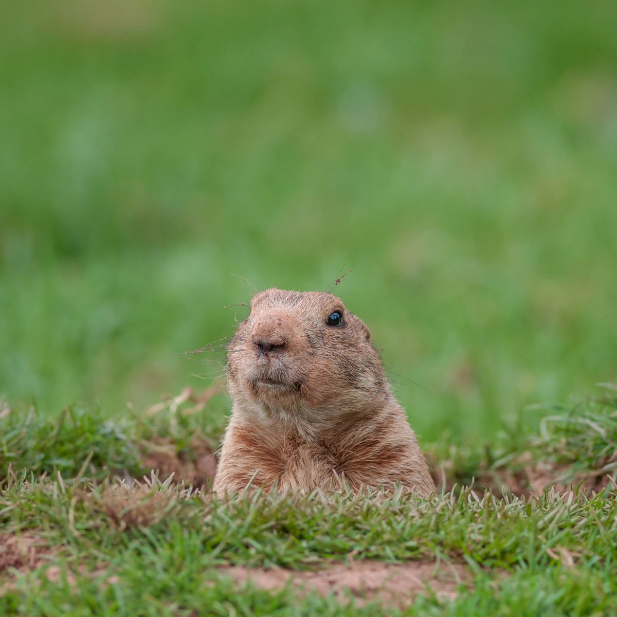 11 Worst Garden Pests and How to Get Rid of Them