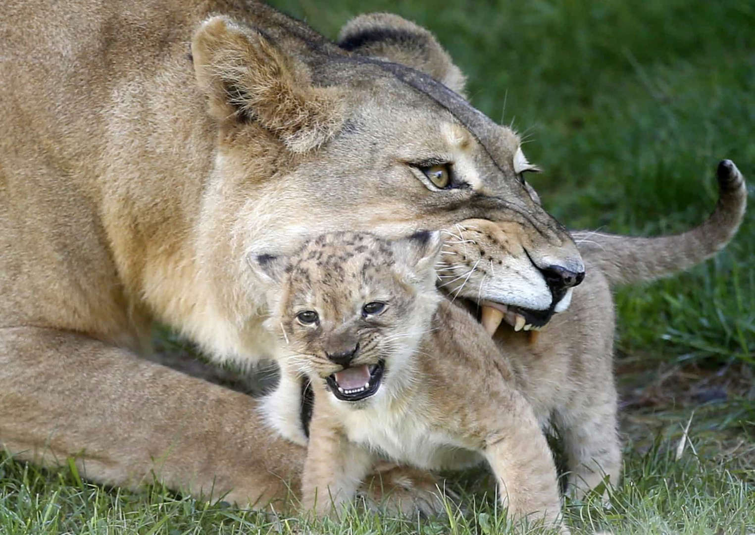 Slide 41 of 42: "That strong mother doesn’t tell her cub, Son, stay weak so the wolves can get you. She says, Toughen up, this is reality we are living in." - Lauryn Hill