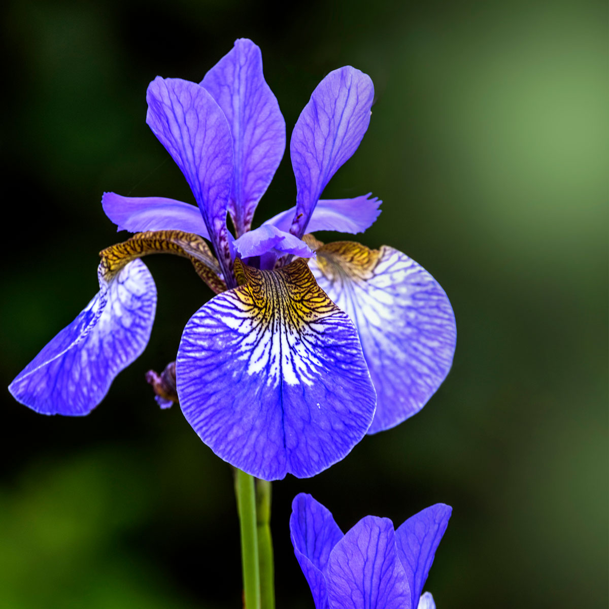 13 Easy Plants to Bolster Backyard Landscaping