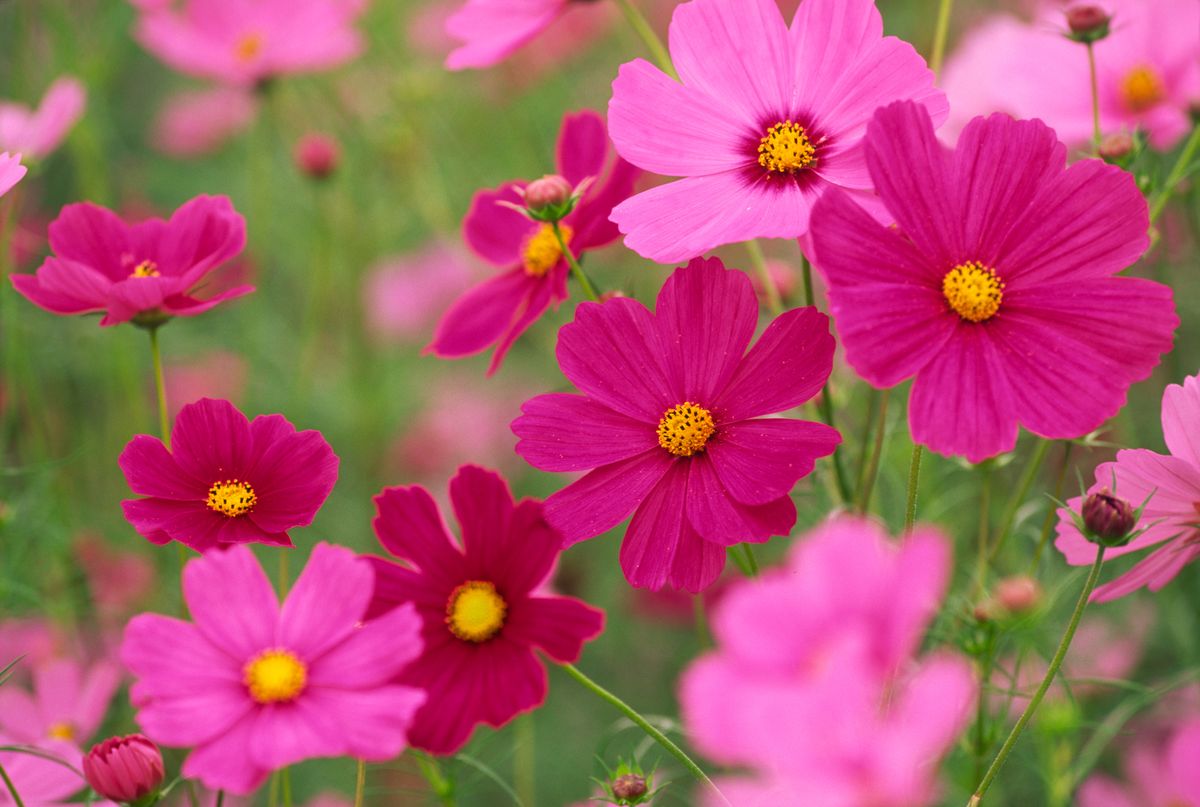 It's Gardening Time! Arrange a Beautiful Garden With These Summer ...