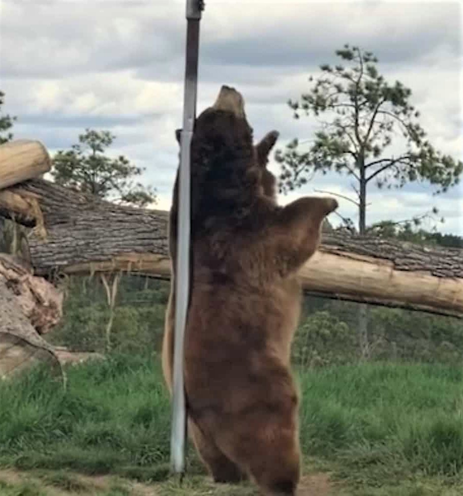 你沒看錯 這隻熊正在大跳鋼管舞