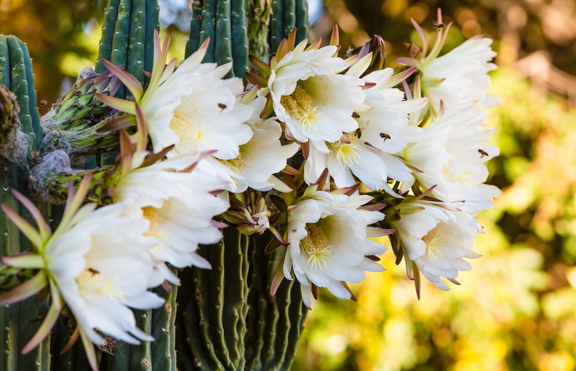 BB14xncb.img?h=582&w=1119&m=6&q=60&u=t&o