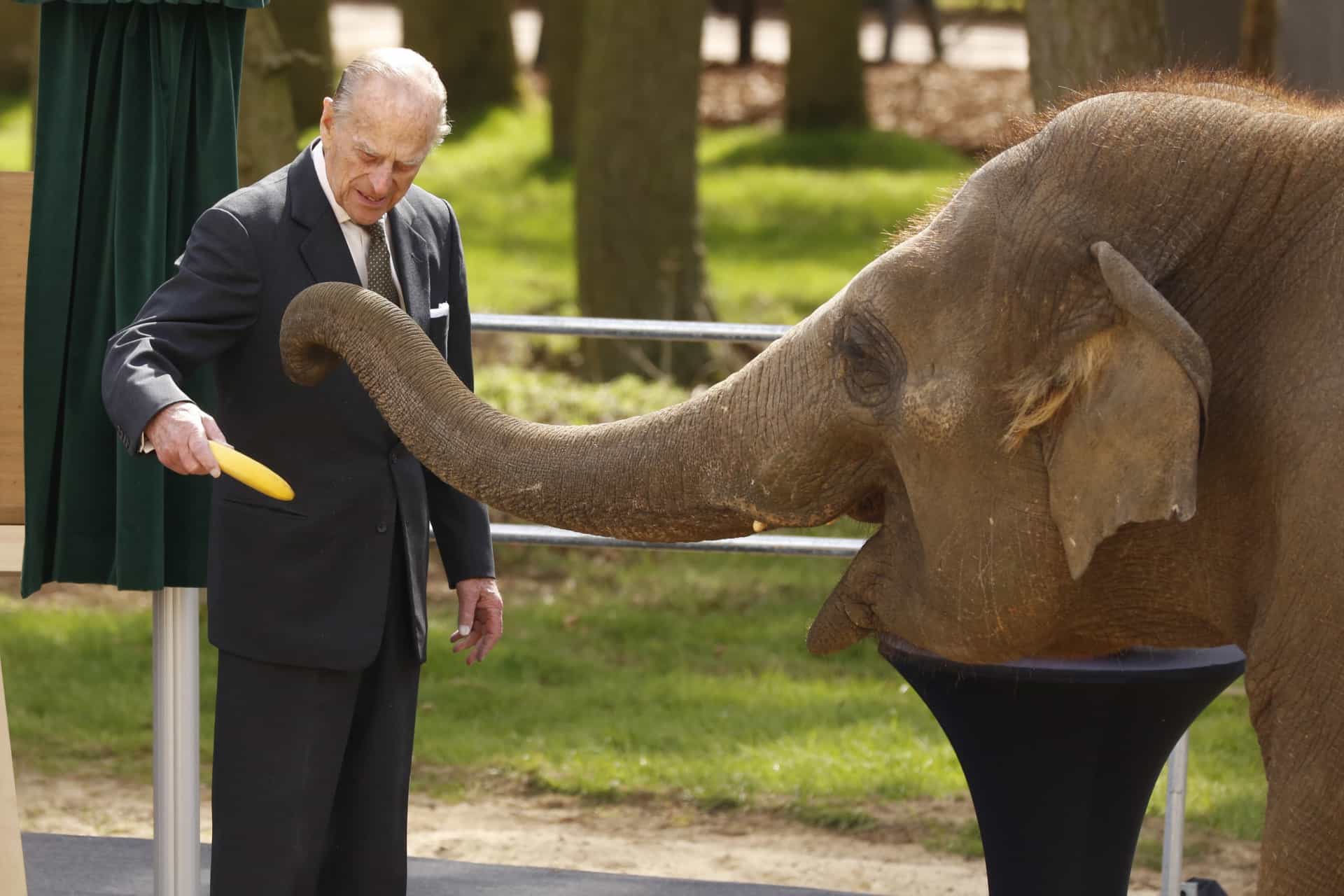 Alimentando a Donna, la elefanta, con un plátano, en el nuevo refugio para elefantes del Whipsnade Zoo, en Dunstable (Inglaterra).