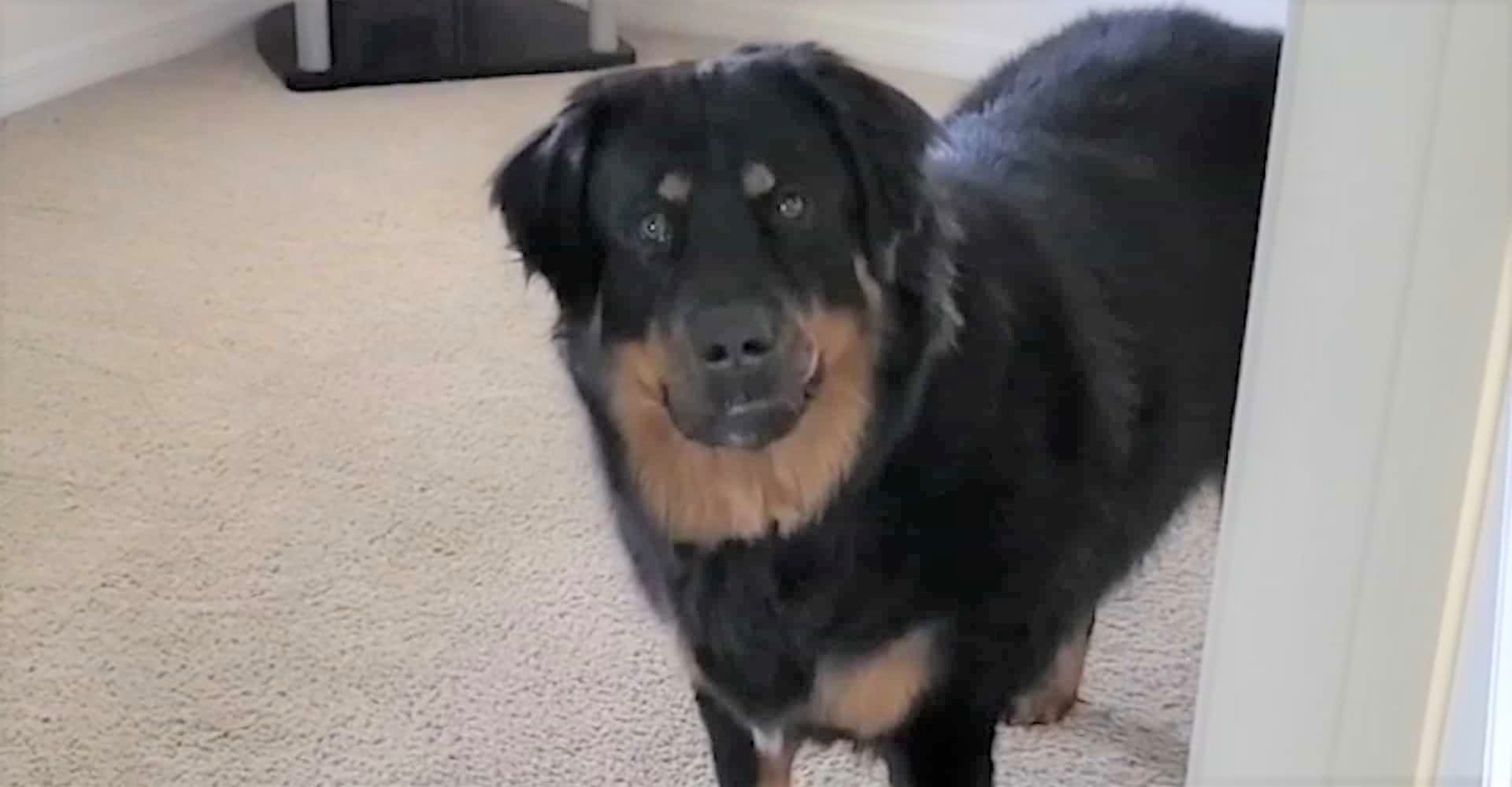 一隻懂得講開門密碼的狗狗