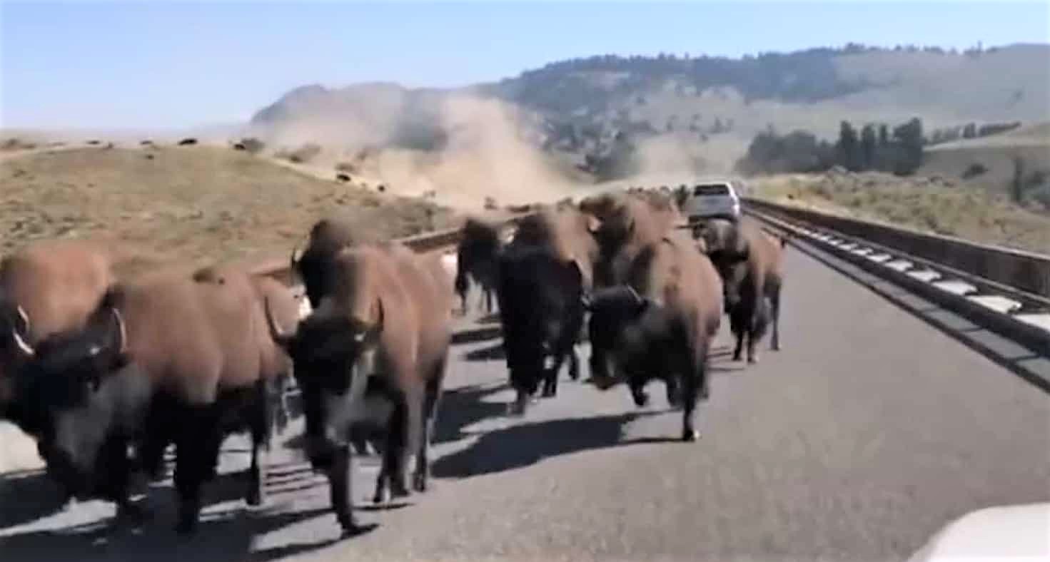 公路遠處有東西正在衝來 細看原來是...