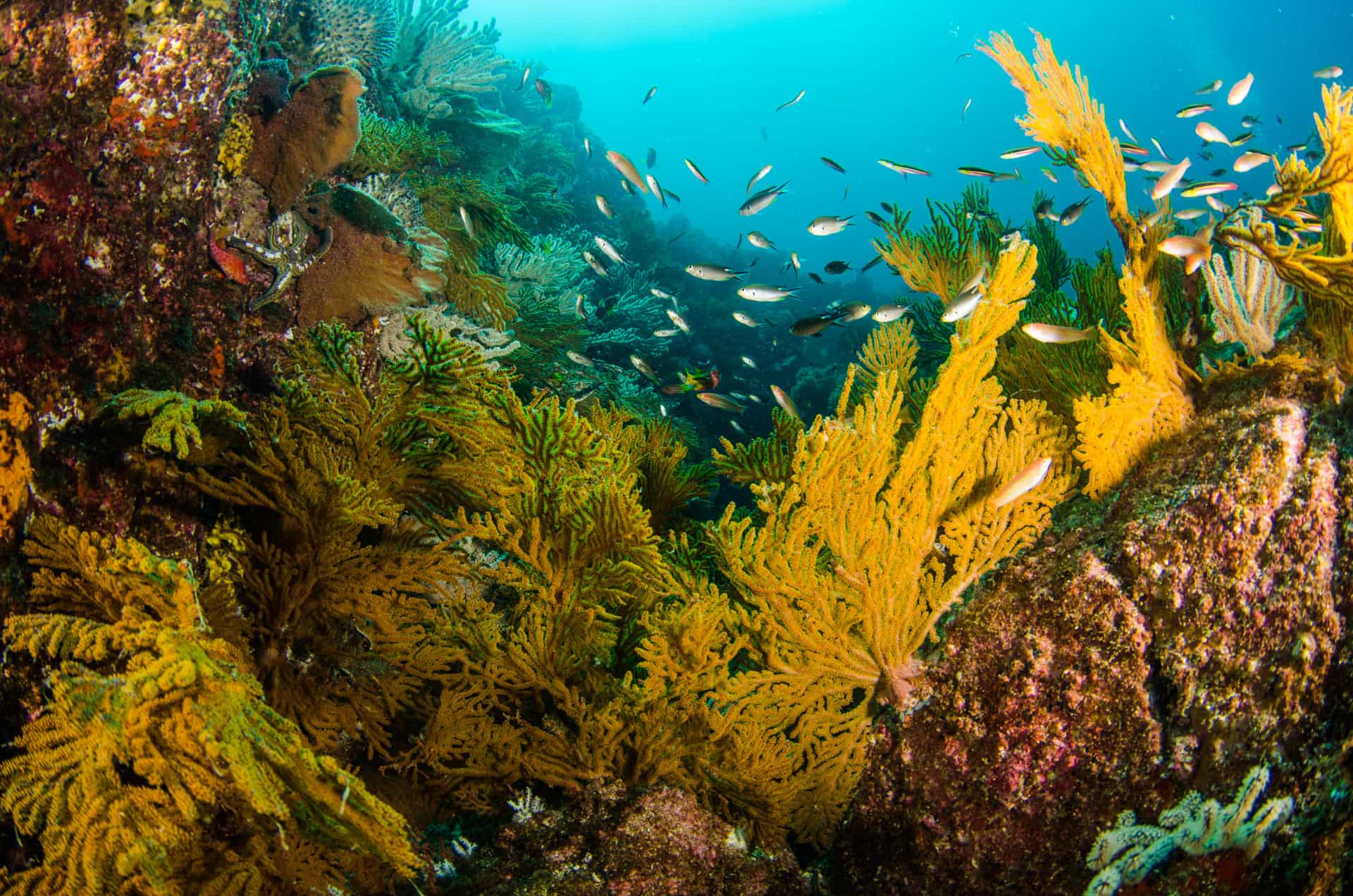 In fondo al mar: le indimenticabili barriere coralline del Messico