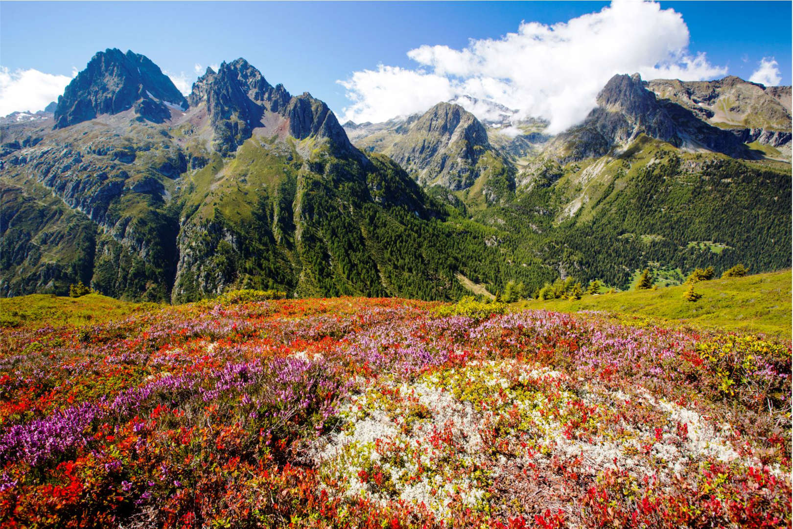 شاموني، فرنسا - Cavan Images / Offset الشريحة 10 من 11: The Aiguille Rouge range from the Aiguillette des Posettes with Bilberry plants.
