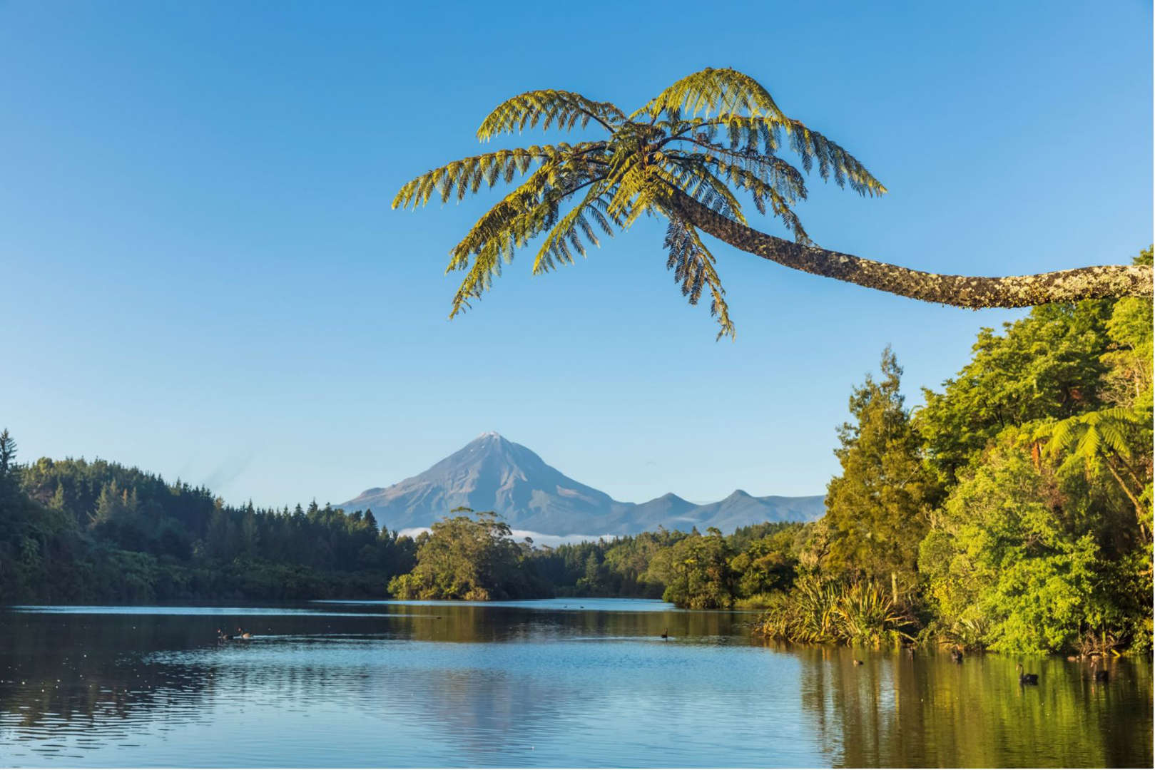 نيو بلايموث، نيوزيلندا - Fotofeeling / Westend61 / Offset الشريحة 9 من 11: New Zealand- Palm tree growing on forested shore of Lake Mangamahoe with Mount Taranaki looming.
